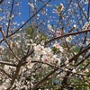 Dallas Arboretum and Botanical Garden：春はとってもきれいでした