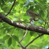 春真っ盛りの雑木林の野鳥たち