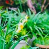 １月６日