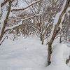 ◆'22/02/19　開拓～鳳来山②…南高ヒュッテから先、どこまで行けるか？