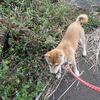 日本で初めて犬を散歩させた人　～西郷さんの犬好きエピソード～