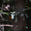 オレンジマイコドリ(Orange-collared Manakin)