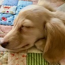 愛犬リリーがわが家へやってきたー！