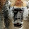 儂(わし)の口ヒゲは生まれつき：キザな人間とは違うわい！  (BBC-Science & Environment, January 17, 2018)