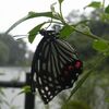 秋の花咲き雨に馴染む虫たち