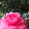「じいとばあ」ってわかります？＆サルトリイバラ、ヒメハギ、アケビの開花＆ワラビとツワブキがいっぱいです〜♪