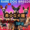 希少な犬種TOP10