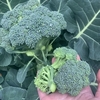 【初心者向け】ブロッコリーの育て方｜植え付け時期や苗からの栽培方法