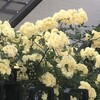 木瓜薔薇