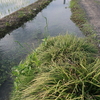 地元の田植えは終わりました