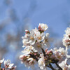 sakura drive 2021