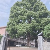【埼玉県立入試合格速報】龍桜生🌸川越高校合格！　🌸松山高校合格！