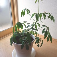 観葉植物 カポック で癒しと風水で開運アップな空間に 自由気ままにアンザイレン