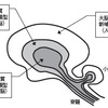 じじぃの「嗅覚・匂いが命を決める・第6章・ネズミは嗅覚がすべて！匂いの雑学」