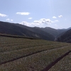 花粉が舞う中での農作業