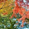 平等院の紅葉2020、見ごろや現在の状況。