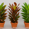 【クロトン】カラフル葉っぱがインテリアの主役🌈人気の観葉植物🌿育て方ガイド