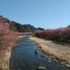 河津桜　小鍋峠越えウォーキング　開催