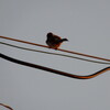 2021-05-26(Wed)
