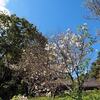 府中市郷土の森博物館 十月桜や「昆虫レストラン」
