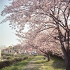 今年の桜