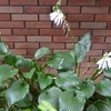 ギボウシとヤノネボンテンカの花
