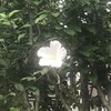 木槿
