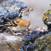 アトリの水飲みとエナガ【小根山森林公園その③】