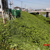 梅田川堤防沿い草刈り作業