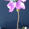Drosera pauciflora 'giant flower' x cistiflora