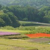 3色の休耕田