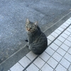 猫と合宿と私