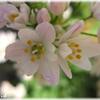 庭の小さな花＆サイト更新