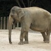  千葉市動物公園 アジアゾウのアイ♀ セイロンゾウのスラタラ♂