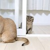 可愛いネコちゃんシリーズー3・・・