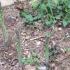 アスパラガス栽培・・・アスパラガスを太くするには、たっぷりの堆肥（腐葉土）！　