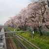 4月1日は我が家の特別な日：桜も絵画も、そして花束も祝福