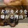 犬がカメラを嫌がる理由とは？！【克服方法を紹介します】