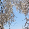 道成寺の桜＃１７