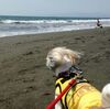 「神奈川県立辻堂海浜公園～西海岸」で、犬と一緒に自然のシャワーを満喫し、心も身体もすっきりリフレッシュ！！！