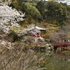 秀吉も花見を行った醍醐寺を散策。(Kyoto, Daigoji)