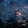 雨の夜桜