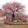 谷尾崎梅林公園・西松尾の枝垂れ梅