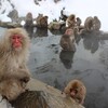 ニホンザルの魅力：外国人観光客が夢中になる理由