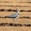 【野鳥】神奈川の畑でタゲリとか森でクロジとか