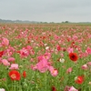 🌸ポピー・ハッピースクエア　鴻巣での撮影です☔