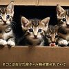 藪の中で段ボールで捨てられていた子猫を緊急保護