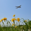 仁川空港で飛行機撮影（1）着陸機の真下、ハヌル庭園にて