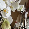 ＃大きな胡蝶蘭の花です