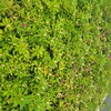 お花見の季節！？